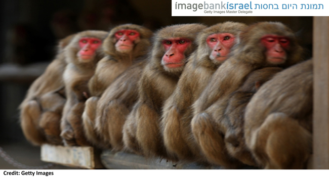 אי אפשר לדעת שקר להם כי הפנים שלהם אדומות. קופי המקוק. צילום: בודהיקה ויראסינג באדיבות Getty Images