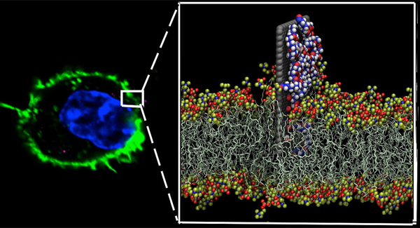 שכבת הגרפן (אפור) מובילה את הננו-תרופה (לבן, אדום וכחול) אל הדופן החיצוני של התא (צהוב ואדום). צילום: יח"צ IBM